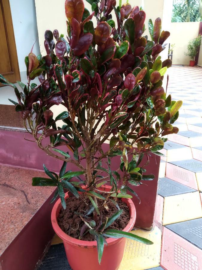 Di Casa Resort Calangute Bagian luar foto